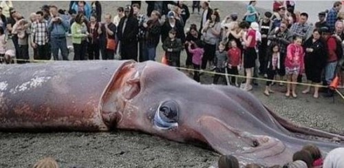 科学揭秘巨型鱿鱼之谜 巨型鱿鱼眼睛如篮球一样大8米长