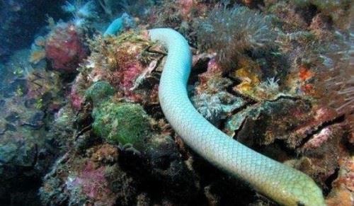 绿茸线蛇的寿命有多长 寿命20万年已活1687岁小说杜撰