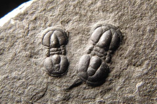三叶虫化石是什么时代的 三叶虫什么时候出现的