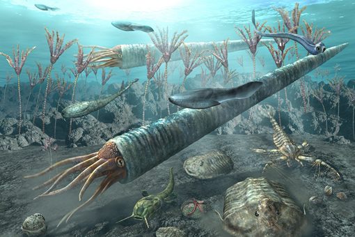 三叶虫化石是什么时代的 三叶虫什么时候出现的