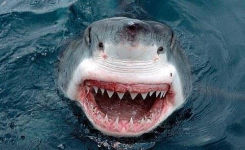 比蜗牛还牙齿多的动物 鲨鱼/一生更换数万颗牙齿