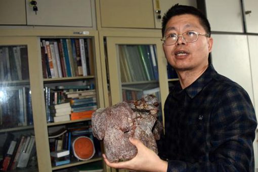 中国发现2.5亿年前九峰吐鲁番兽 九峰吐鲁番兽复原图