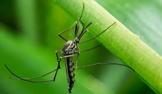 蚊子的寿命有多长 最多可以活四个月3到7天是假的