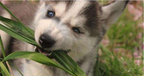 狗狗为什么？喜欢吃草？狗狗吃草的原因是什么？