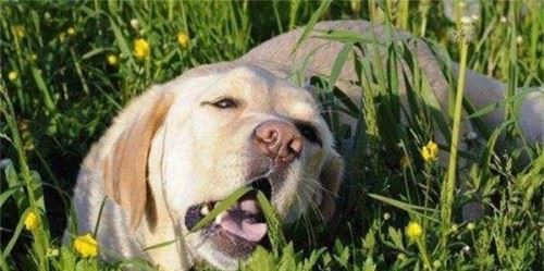 狗狗为什么？喜欢吃草？狗狗吃草的原因是什么？