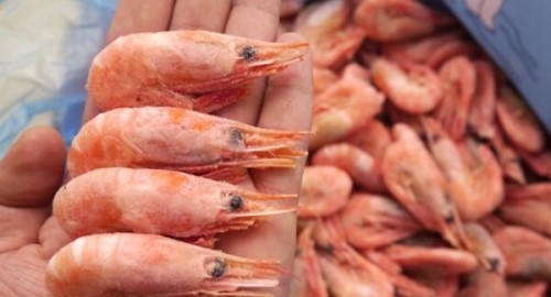 北极虾的籽能吃吗？可以吃女的吃了美容/男的吃了壮阳
