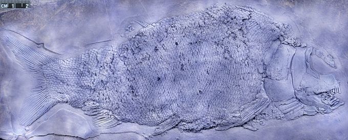 贵州发现2.44亿年前大型盘州暴鱼 盘州暴鱼是什么鱼