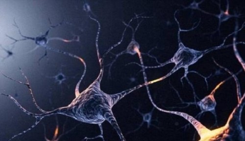 科学家称人类大脑有着惊人的860亿个神经元