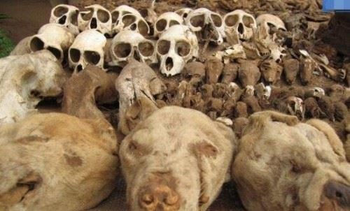 实拍非洲巫术祭品市场 贩卖人体器官辟邪满城动物腐尸