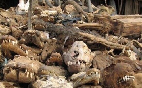 实拍非洲巫术祭品市场 贩卖人体器官辟邪满城动物腐尸