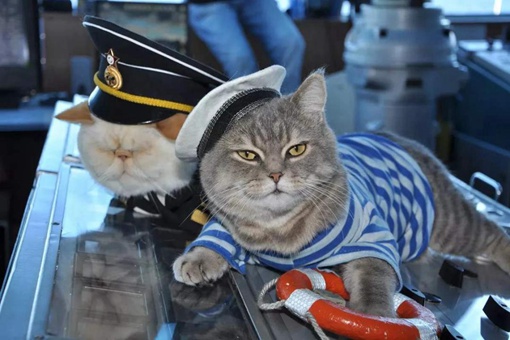 古代船上为什么要养一只猫 舰猫的作用到底是什么