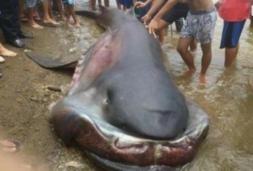 福建惊现深海大嘴怪鱼 竟是罕见巨口鲨鱼全球不到50只
