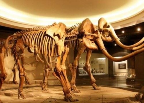 揭秘猛犸象灭绝之谜 自然灾难导致灭绝世界上最大的象