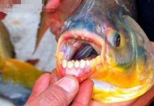 为什么？人齿鱼咬裆部？因为水中缺少肉食饿极了才咬睾丸