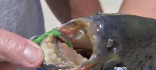 为什么？人齿鱼咬裆部？因为水中缺少肉食饿极了才咬睾丸