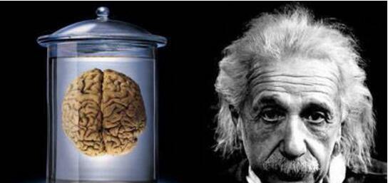 爱因斯坦的大脑被切成240片 结果什么？都没研究出来