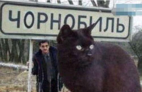 乌克兰巨猫是真的吗？世界上最大的猫Angie竟是网友恶搞