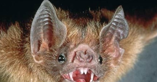 吸血蝙蝠真的存在吗？吸血蝙蝠会吸人血吗寿命为12年