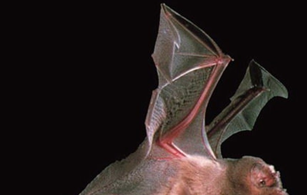 吸血蝙蝠真的存在吗？吸血蝙蝠会吸人血吗寿命为12年