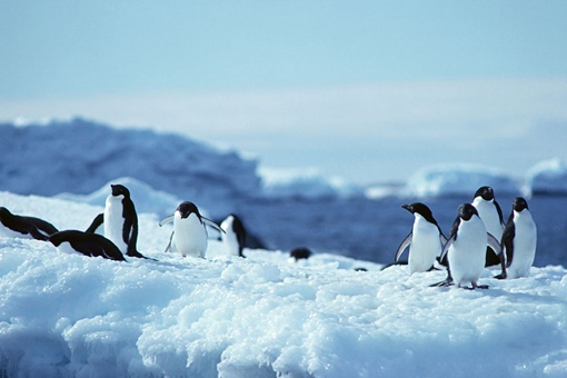 南极为什么禁止进入 其实原因很多人都想错了