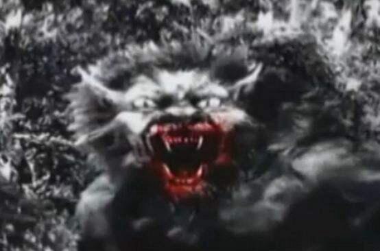未知生物布雷路怪兽 目击者称是身高超过2米的狼人