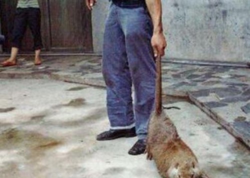 黑龙江30斤大老鼠真相？是真的吗？
