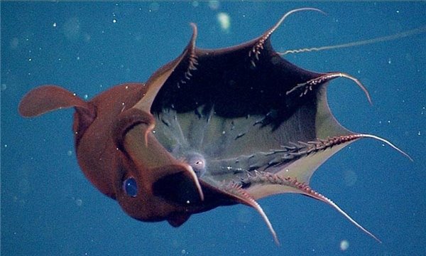 幽灵蛸能处理海洋垃圾 品种罕见外表凶恶