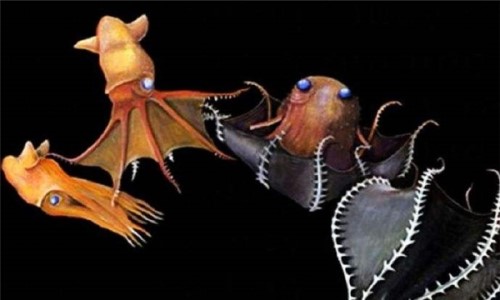 幽灵蛸能处理海洋垃圾 品种罕见外表凶恶