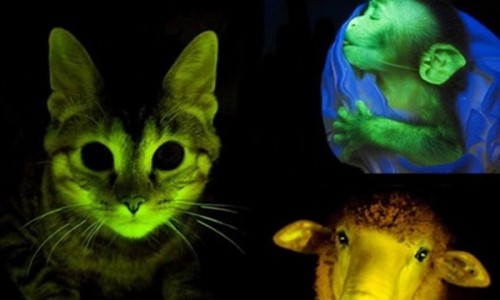 发光的动物有哪些？盘点能够发光的10种动物令人诧异