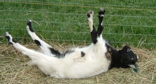 十大有趣的动物行为 瑞士数十头奶牛悬崖自杀