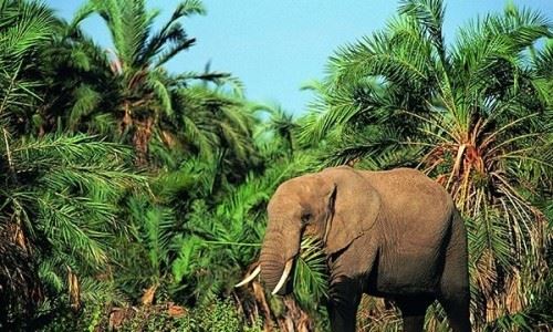 非洲侏儒象多大？现存最小的大象成年雄性不到2.8米