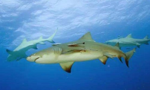 柠檬鲨为什么？叫柠檬鲨？灰黄色腹部表皮像柠檬被人当宠物