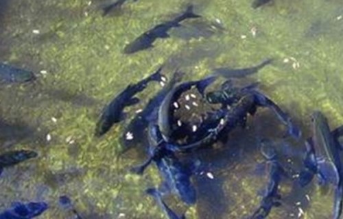 重庆巫溪鱼泉之谜 每年汛期泉中喷出千斤鱼