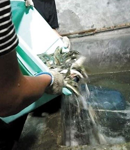 重庆巫溪鱼泉之谜 每年汛期泉中喷出千斤鱼