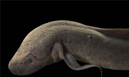 鱼的祖先是最古老的脊索动物 现如今还依然存活着
