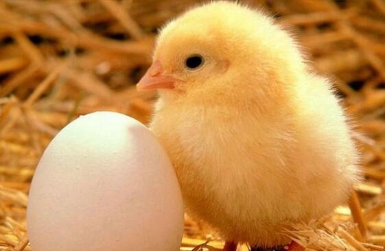 是先有鸡还是先有蛋正确答案公布 经过科学研究论证发现是先有鸡