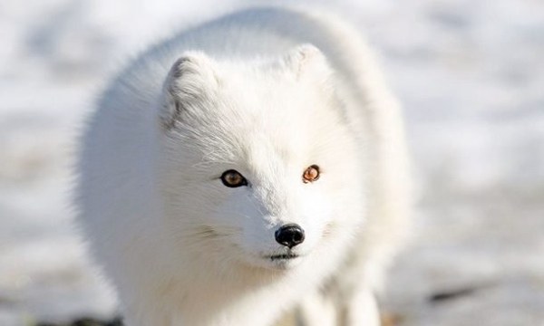北极狐的12大生活习性 最长寿命可达15年