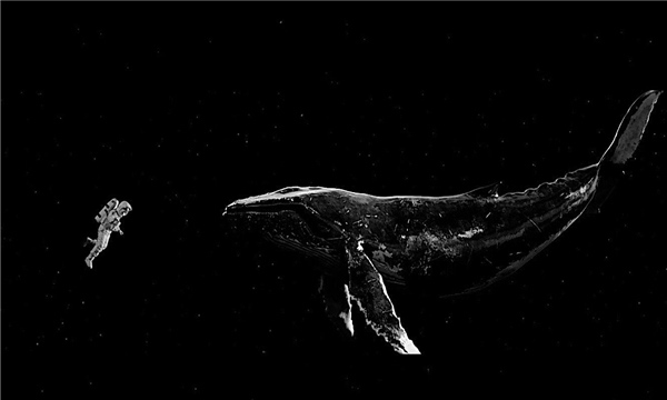 最孤独的鲸鱼和宇航员 为何两者可以相提并论