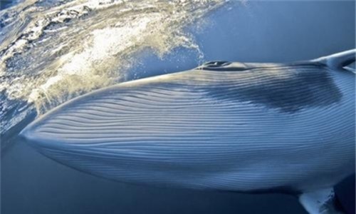 须鲸的祖先是原鲸 它是目前为止最古老的鲸鱼水陆两栖