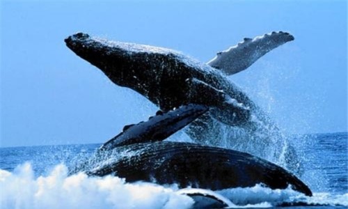 须鲸的祖先是原鲸 它是目前为止最古老的鲸鱼水陆两栖