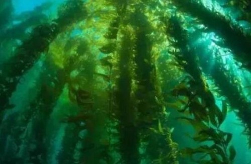 恐怖的马尾藻海 被称为大西洋海上坟场吞噬人命