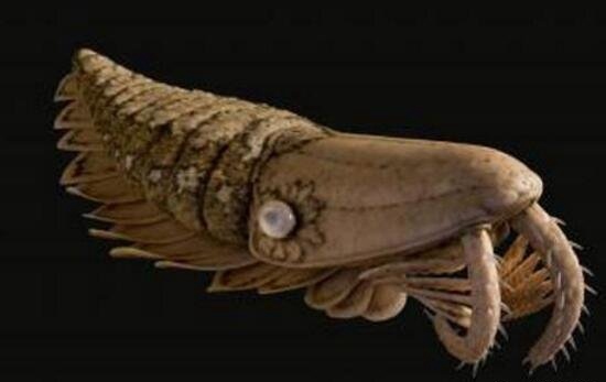 寒武纪巨型奇虾化石 澄江惊现5亿年前奇虾化石肉食动物