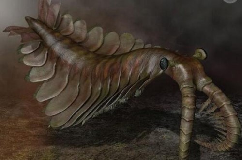 寒武纪巨型奇虾化石 澄江惊现5亿年前奇虾化石肉食动物
