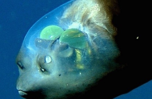 海洋里的秘密你了解？深海中十大最恐怖的生物