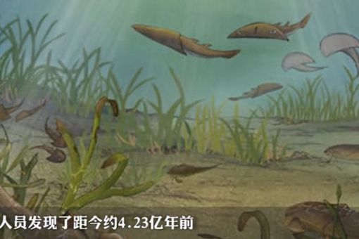 重庆发现4.23亿年前袖珍边城鱼 袖珍边城鱼是什么样子的