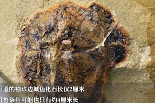 重庆发现4.23亿年前袖珍边城鱼 袖珍边城鱼是什么样子的