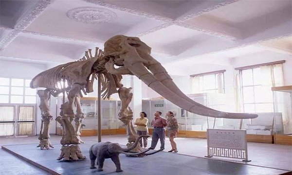 黄河象300万前被埋于黄河底 牙齿占身体的一半长达4米