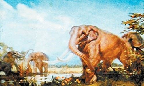 黄河象300万前被埋于黄河底 牙齿占身体的一半长达4米