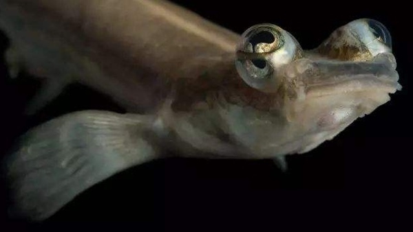 四眼鱼有多少只眼睛？四眼鱼真实图片曝光