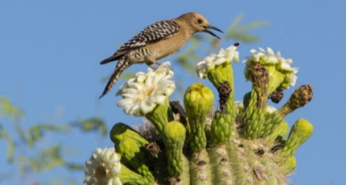 啄木鸟一秒啄多少次？啄木鸟的十大特点和本领